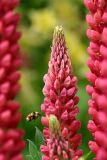 Bumble Bee hovering near Lupine