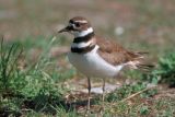 Killdeer