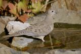 Mourning Dove at water
