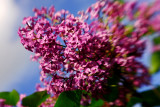 Heavenly Lilac