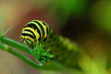 Black Swallowtail larva