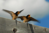 Two very hungry swallows