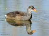 Poule deau (Gallinule)