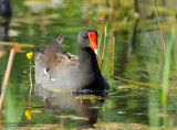 Poule deau (Gallinule)