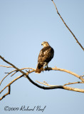 RED-TAILED HAWK