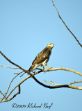 RED-TAILED HAWK