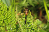Frosted Whiteface; Leucorrhinia frigida, Female