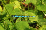 Familiar Bluet; Enallagma civile, Male