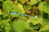 Familiar Bluet; Enallagma civile, Male