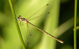 Slender Spreadwing; Lestes rectangularis, Female