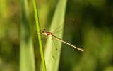 Slender Spreadwing; Lestes rectangularis, Female