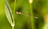 Slender Spreadwing; Lestes rectangularis, Female