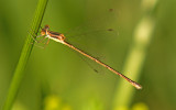 Slender Spreadwing; Lestes rectangularis, Female