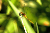 White-faced Meadowhawk; Sympetrum obtrusum, Female