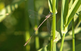 Slender Spreadwing; Lestes rectangularis, Male