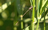 Slender Spreadwing; Lestes rectangularis, Male