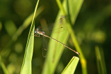 Slender Spreadwing; Lestes rectangularis, Male