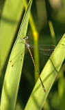 Slender Spreadwing; Lestes rectangularis, Male