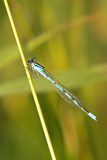 Familiar Bluet; Enallagma civile, Male