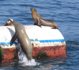 Sea Lions near Platform Holly