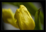 yellow tulip 2