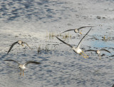  Yellowlegs