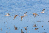  Dowitchers