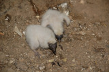 T.Vulture Chicks