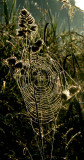 Spiders web