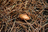 Hunting for mushrooms - ...hidden