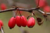 29th November 2008 - Rosa canina