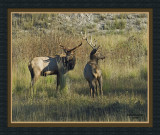 Two Bull Elks