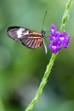 Butterfly World _005 .jpg