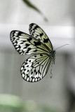 Butterfly World _009 .jpg