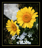 Alpine sunflower