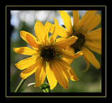 Black eyed susan