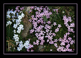 Moss campion