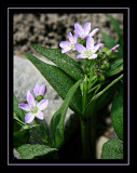 Lost Lake trail flowers