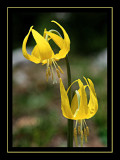 Glacier lilies