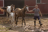 July 21, 2008 - Horses