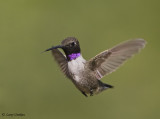 Black-chinned Hunningbird