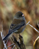 Oregon Junco