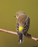 Yellow-rumped Warbler