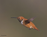 Rufous Hummingbird