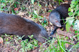 Curious Mongooses