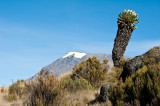 Kilimanjaro And Giant Groundsel