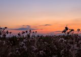 Fields In Pink