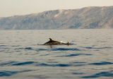 Dolphins In Adriatic Sea