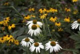 Echinacea @f2.8 5D