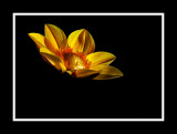 Visible by the Warm Light........